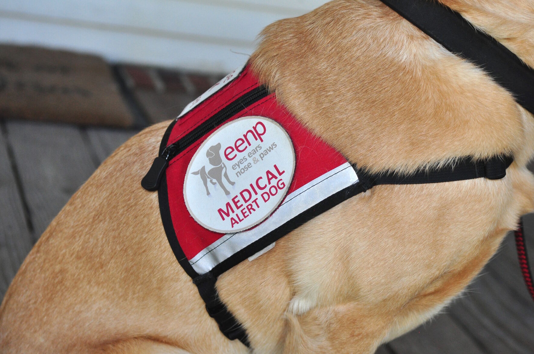 Mill Creek girl navigates epilepsy with help from canine companion